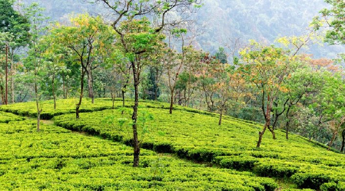 Darjeeling First Flush 2026