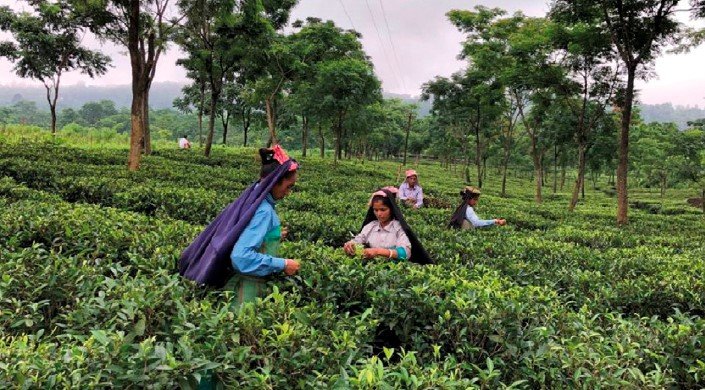 Darjeeling 1. Flush 2025