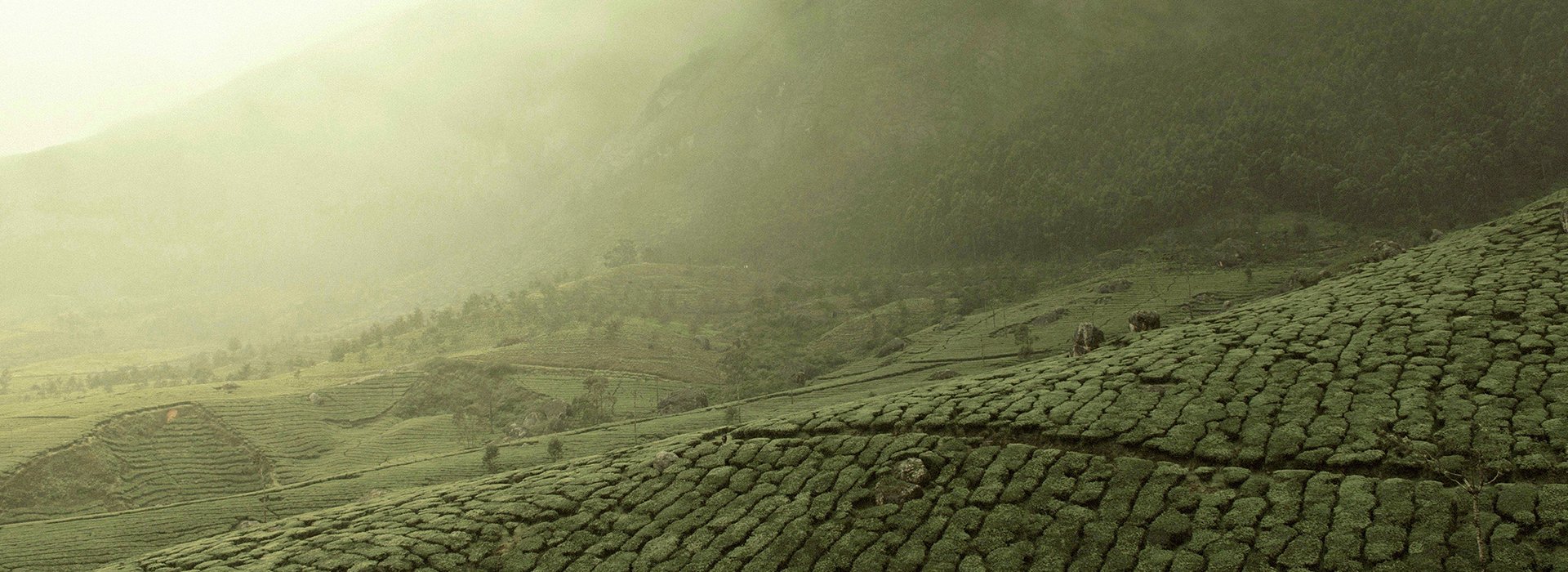 Darjeeling First Flush 2025