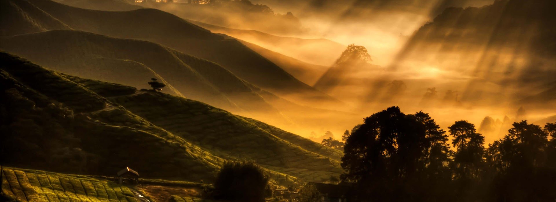 Become your own tea connoisseur